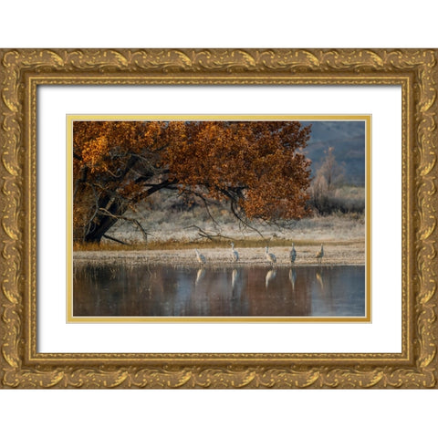Sandhill cranes and reflection Bosque del Apache National Wildlife Refuge-New Mexico Gold Ornate Wood Framed Art Print with Double Matting by Jones, Adam