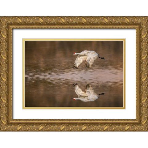 Sandhill crane flying Bosque del Apache National Wildlife Refuge-New Mexico Gold Ornate Wood Framed Art Print with Double Matting by Jones, Adam