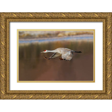 Sandhill crane flying Bosque del Apache National Wildlife Refuge-New Mexico Gold Ornate Wood Framed Art Print with Double Matting by Jones, Adam