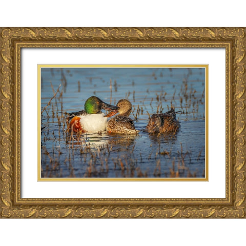 Male with two female Northern shovelers-Bosque del Apache National Wildlife Refuge-New Mexico Gold Ornate Wood Framed Art Print with Double Matting by Jones, Adam