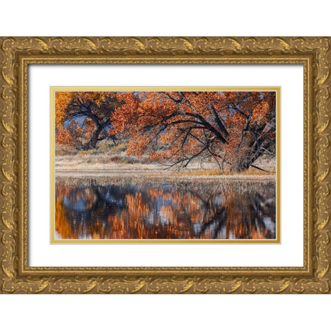 Cottonwood tree reflecting on pond-Bosque del Apache National Wildlife Refuge-New Mexico Gold Ornate Wood Framed Art Print with Double Matting by Jones, Adam