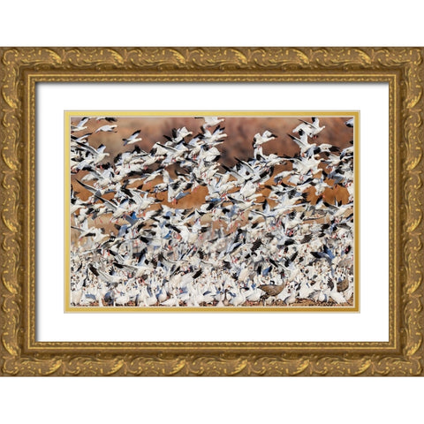 Snow geese flying Bosque del Apache National Wildlife Refuge-New Mexico Gold Ornate Wood Framed Art Print with Double Matting by Jones, Adam