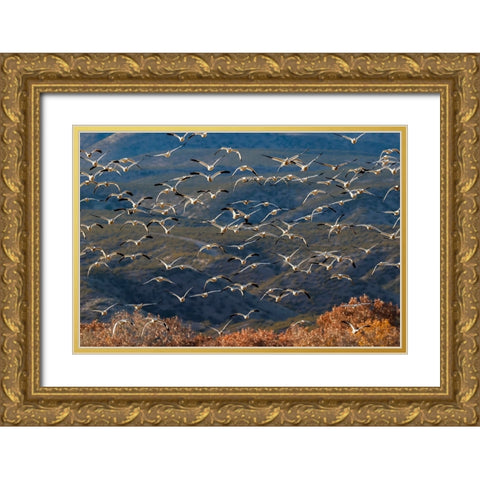 Snow geese flying Bosque del Apache National Wildlife Refuge-New Mexico Gold Ornate Wood Framed Art Print with Double Matting by Jones, Adam