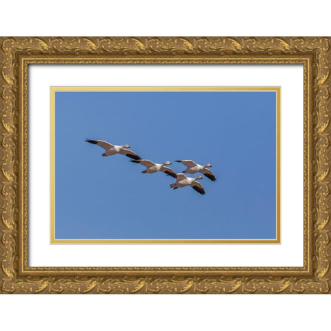 Snow geese flying Bosque del Apache National Wildlife Refuge-New Mexico Gold Ornate Wood Framed Art Print with Double Matting by Jones, Adam