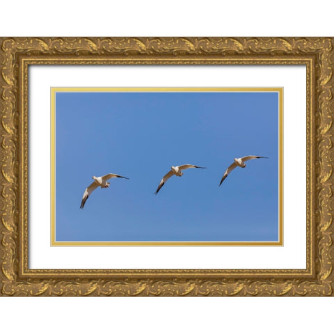 Snow geese flying Bosque del Apache National Wildlife Refuge-New Mexico Gold Ornate Wood Framed Art Print with Double Matting by Jones, Adam