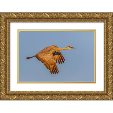 Sandhill crane flying at sunrise Bosque del Apache National Wildlife Refuge-New Mexico Gold Ornate Wood Framed Art Print with Double Matting by Jones, Adam