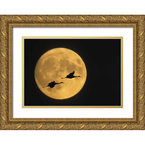 New Mexico, Sandhill cranes flying by moon Gold Ornate Wood Framed Art Print with Double Matting by Anon, Ellen