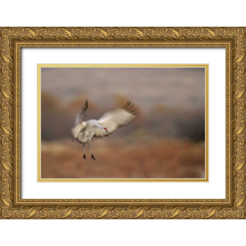 New Mexico Abstract of sandhill crane landing Gold Ornate Wood Framed Art Print with Double Matting by Morris, Arthur
