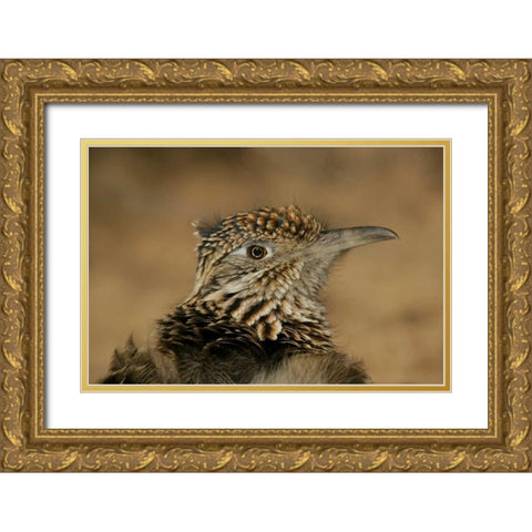 New Mexico, Bosque Del Apache Great roadrunner Gold Ornate Wood Framed Art Print with Double Matting by Morris, Arthur