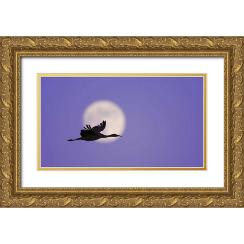 New Mexico Sandhill crane flying by the moon Gold Ornate Wood Framed Art Print with Double Matting by Morris, Arthur