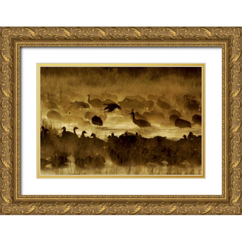 New Mexico Flock of birds in pond and ground fog Gold Ornate Wood Framed Art Print with Double Matting by Morris, Arthur