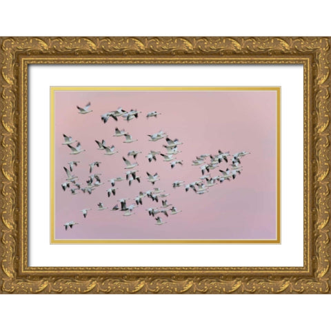New Mexico Snow geese in flight against pink sky Gold Ornate Wood Framed Art Print with Double Matting by Morris, Arthur