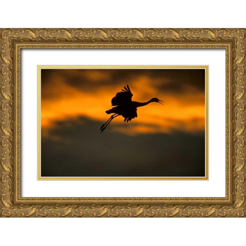 New Mexico Sandhill crane landing at sunset Gold Ornate Wood Framed Art Print with Double Matting by Illg, Cathy and Gordon