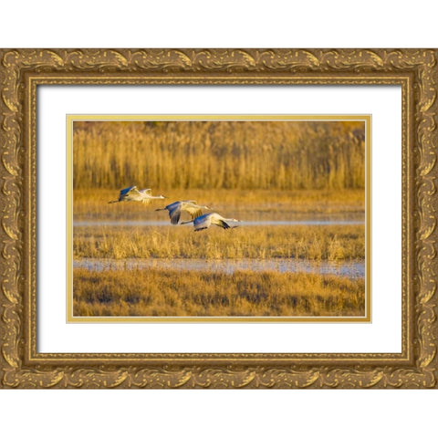 New Mexico Greater sandhill cranes landing Gold Ornate Wood Framed Art Print with Double Matting by Lord, Fred