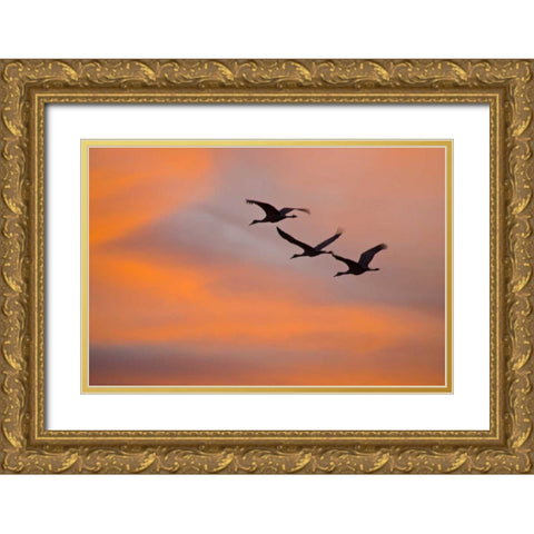 New Mexico Greater sandhill cranes leaving nest Gold Ornate Wood Framed Art Print with Double Matting by Lord, Fred