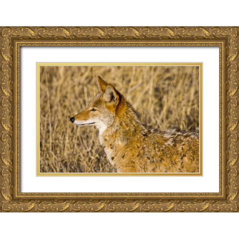 New Mexico Coyote stalking ducks on pond Gold Ornate Wood Framed Art Print with Double Matting by Lord, Fred