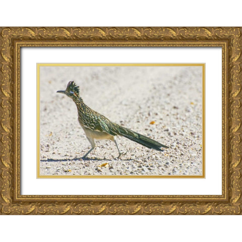 New Mexico Greater roadrunner crossing road Gold Ornate Wood Framed Art Print with Double Matting by Lord, Fred