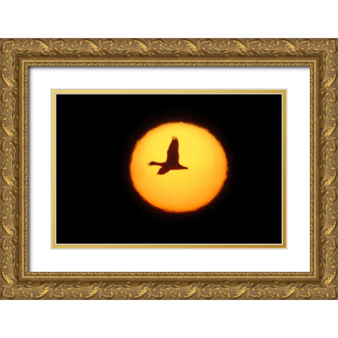 New Mexico Silhouette of lone snow goose Gold Ornate Wood Framed Art Print with Double Matting by Morris, Arthur