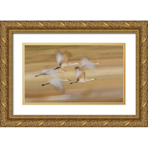 New Mexico Sandhill cranes fly in blurred Gold Ornate Wood Framed Art Print with Double Matting by Morris, Arthur