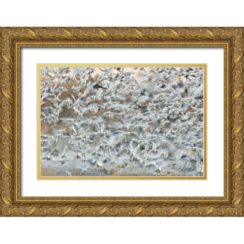 New Mexico Snow geese blast off from a pond Gold Ornate Wood Framed Art Print with Double Matting by Grall, Don