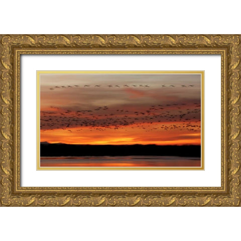 New Mexico Snow geese fly in a blur at sunrise Gold Ornate Wood Framed Art Print with Double Matting by Morris, Arthur