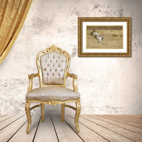 New Mexico Sandhill crane landing Gold Ornate Wood Framed Art Print with Double Matting by Morris, Arthur