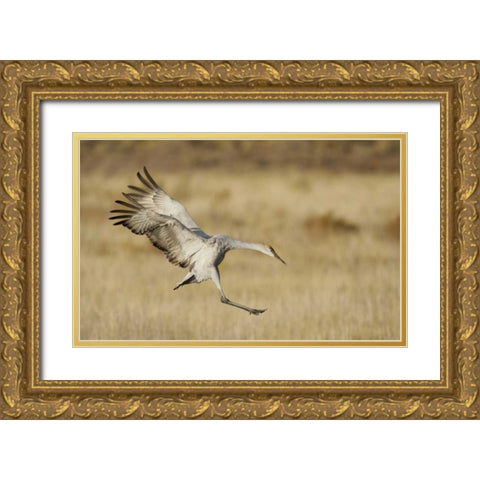 New Mexico Sandhill crane landing Gold Ornate Wood Framed Art Print with Double Matting by Morris, Arthur