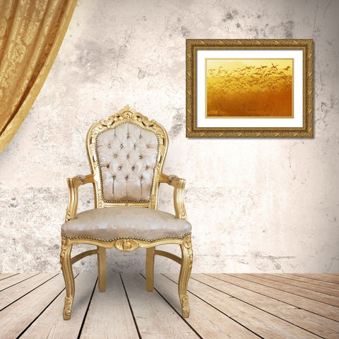 New Mexico Snow geese taking flight Gold Ornate Wood Framed Art Print with Double Matting by Morris, Arthur