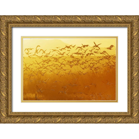 New Mexico Snow geese taking flight Gold Ornate Wood Framed Art Print with Double Matting by Morris, Arthur