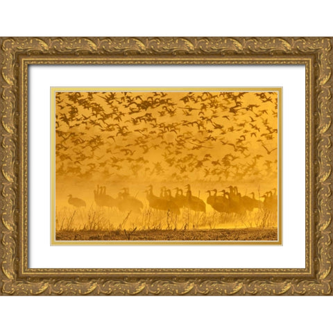 New Mexico Sandhill cranes-snow geese Gold Ornate Wood Framed Art Print with Double Matting by Illg, Cathy and Gordon