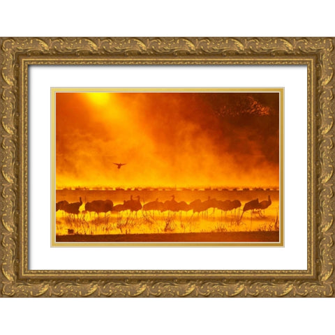 New Mexico Sandhill cranes in sunrise fog Gold Ornate Wood Framed Art Print with Double Matting by Illg, Cathy and Gordon