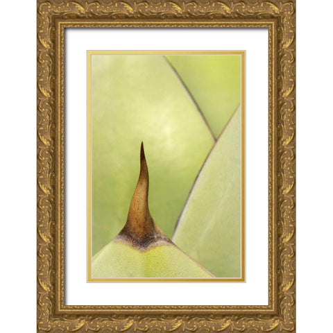 USA, Southwest Close-up of thorn on agave plant Gold Ornate Wood Framed Art Print with Double Matting by Flaherty, Dennis