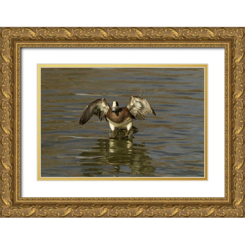 New Mexico American wigeon landing Gold Ornate Wood Framed Art Print with Double Matting by Illg, Cathy and Gordon