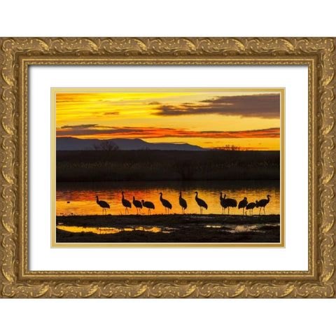 New Mexico, Bosque Del Apache Sandhill cranes Gold Ornate Wood Framed Art Print with Double Matting by Illg, Cathy and Gordon