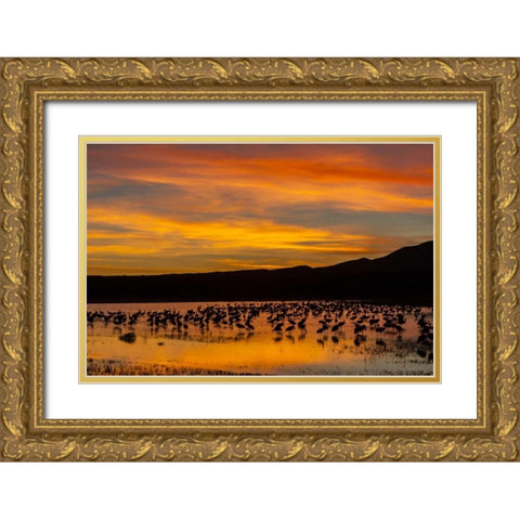 New Mexico Sandhill cranes in water at sunset Gold Ornate Wood Framed Art Print with Double Matting by Illg, Cathy and Gordon