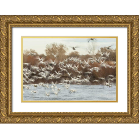 New Mexico Flock of snow geese taking flight Gold Ornate Wood Framed Art Print with Double Matting by Illg, Cathy and Gordon