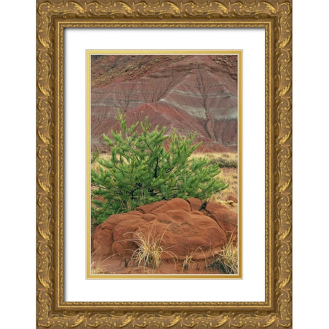 New Mexico Red rocks and green pine tree Gold Ornate Wood Framed Art Print with Double Matting by Bush, Marie