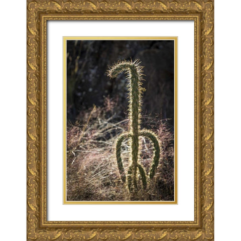 New Mexico, Valley of Fires Backlit cactus Gold Ornate Wood Framed Art Print with Double Matting by Paulson, Don