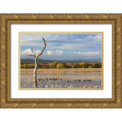 New Mexico Canada and snow geese in water Gold Ornate Wood Framed Art Print with Double Matting by Paulson, Don