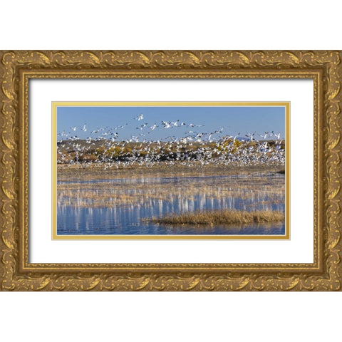 New Mexico Snow geese take flight Gold Ornate Wood Framed Art Print with Double Matting by Paulson, Don