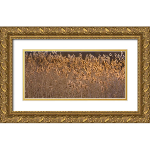 New Mexico, Bosque del Apache Backlit grasses Gold Ornate Wood Framed Art Print with Double Matting by Paulson, Don