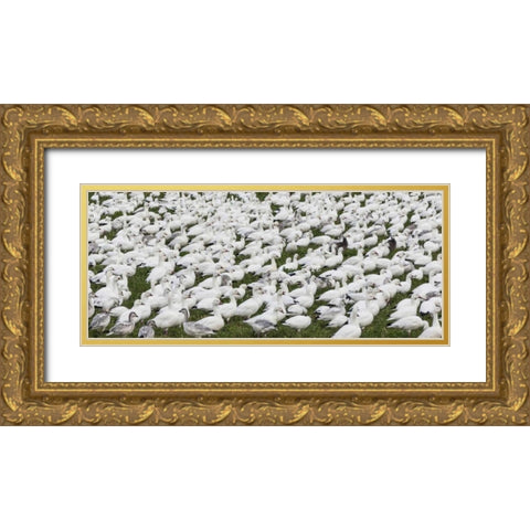 New Mexico Snow geese flock on grass Gold Ornate Wood Framed Art Print with Double Matting by Paulson, Don