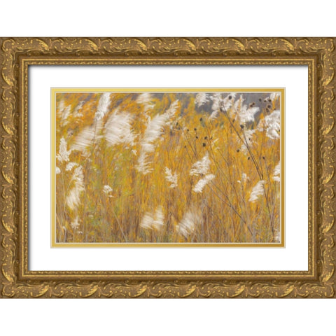 New Mexico, Bosque del Apache Blowing grasses Gold Ornate Wood Framed Art Print with Double Matting by Paulson, Don