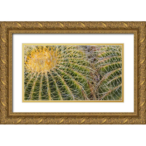 New Mexico Detail of golden barrel cactus Gold Ornate Wood Framed Art Print with Double Matting by Paulson, Don