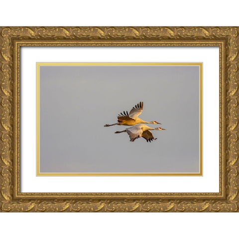 New Mexico-Bosque del Apache National Wildlife Reserve Sandhill crane pair flying  Gold Ornate Wood Framed Art Print with Double Matting by Jaynes Gallery