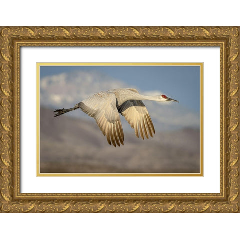 New Mexico-Bosque del Apache National Wildlife Reserve Sandhill crane flying  Gold Ornate Wood Framed Art Print with Double Matting by Jaynes Gallery