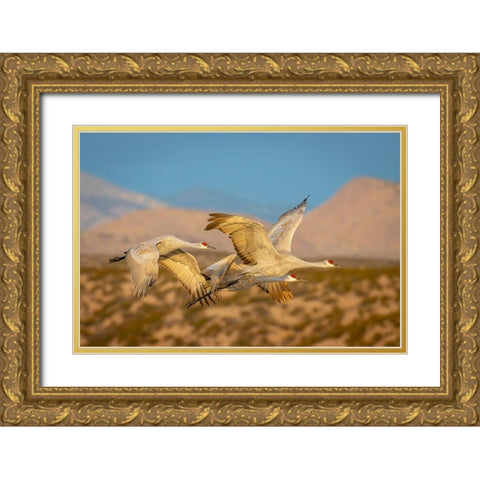 New Mexico-Bosque del Apache National Wildlife Reserve Sandhill cranes flying  Gold Ornate Wood Framed Art Print with Double Matting by Jaynes Gallery