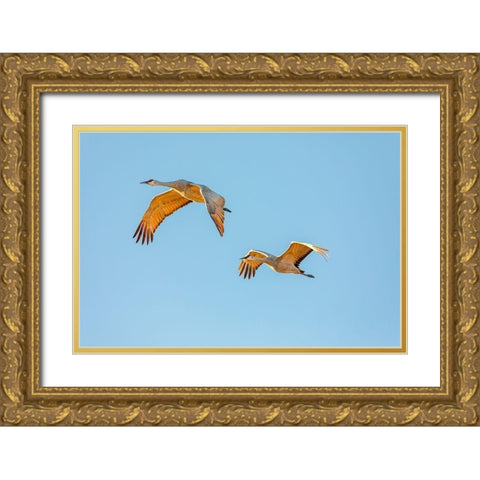 New Mexico-Bosque del Apache National Wildlife Reserve Sandhill crane pair flying at sunrise  Gold Ornate Wood Framed Art Print with Double Matting by Jaynes Gallery