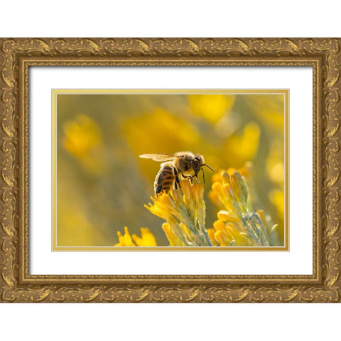 USA-New Mexico-Honey bee on rabbitbrush Gold Ornate Wood Framed Art Print with Double Matting by Jaynes Gallery