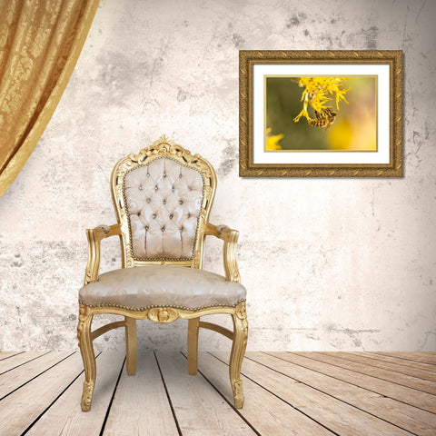 USA-New Mexico-Honey bee on rabbitbrush Gold Ornate Wood Framed Art Print with Double Matting by Jaynes Gallery